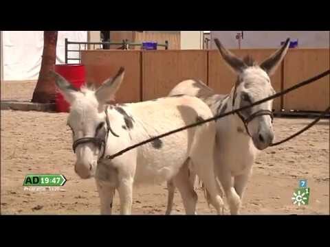 Capturando Momentos: Instant&aacute;neas Especiales con Mascotas en Festivales