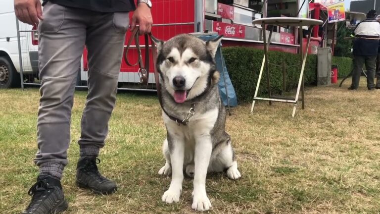 Zonas Pet-Friendly en Festivales de M&uacute;sica: Disfruta con tu Mascota