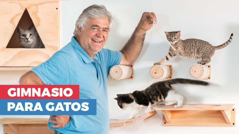 Paseos y Descanso: Disfruta el Patio de Recreo con tu Mascota