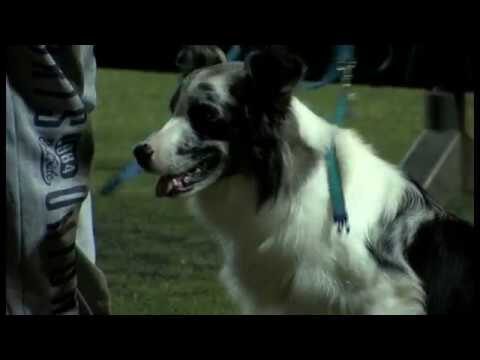Fiesta de Agility: Celebrando la Participaci&oacute;n de Mascotas