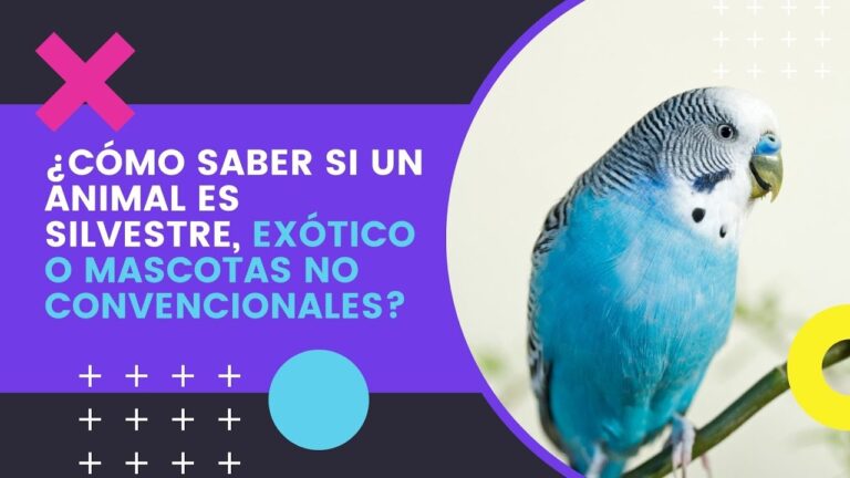 Explorando el Mundo de Mascotas Inusuales en Eventos