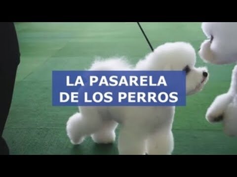Pasarelas de Mascotas: El Encanto de los Concursos de Belleza