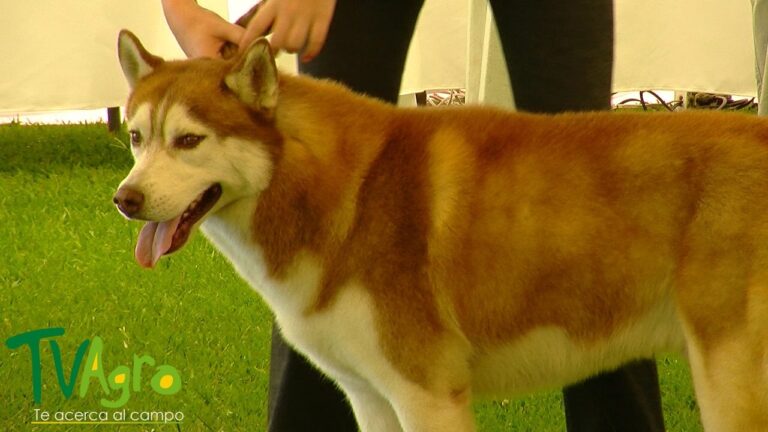Desfiles de Mascotas: Brillando en Concursos de Belleza