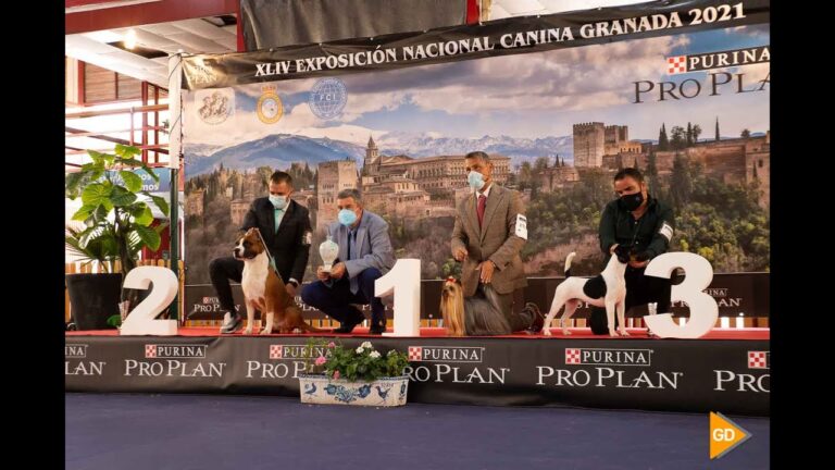 Conciertos al Aire Libre: Disfruta con tus Mascotas