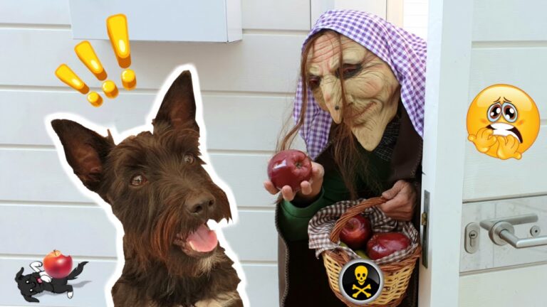 Incorporaci&oacute;n de Mascotas en el Patio de Recreo