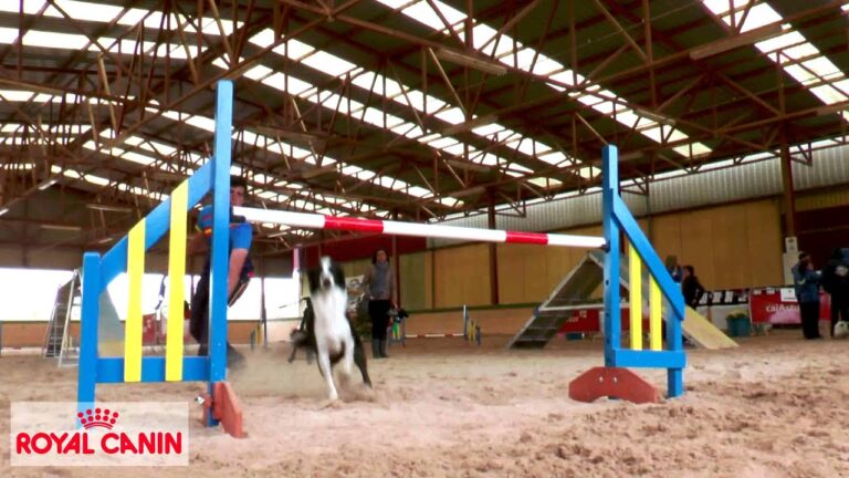 Competencia de Agility Canino: Un Evento Imperdible