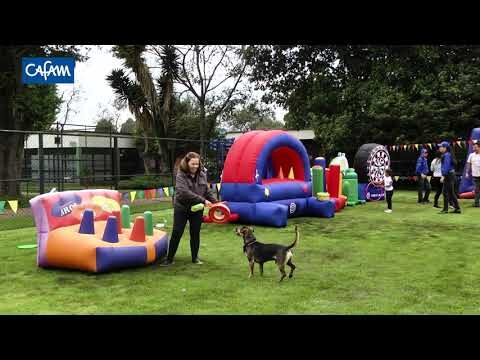 Diversi&oacute;n para Mascotas en Festivales