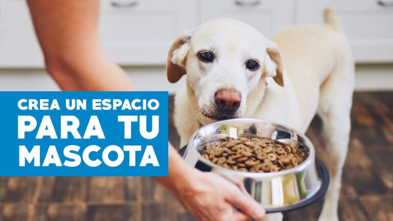 Crea el Rinc&oacute;n de Descanso Perfecto para tu Mascota