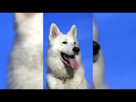 Cuidados Espec&iacute;ficos para Animales en Festivales