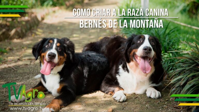 Oportunidades de Socializaci&oacute;n para Mascotas en Festivales