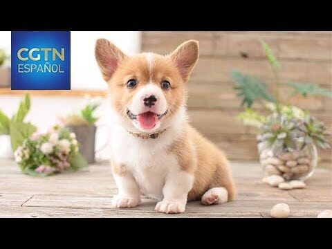 Zona de Mascotas: Un Espacio Especial en Eventos al Aire Libre