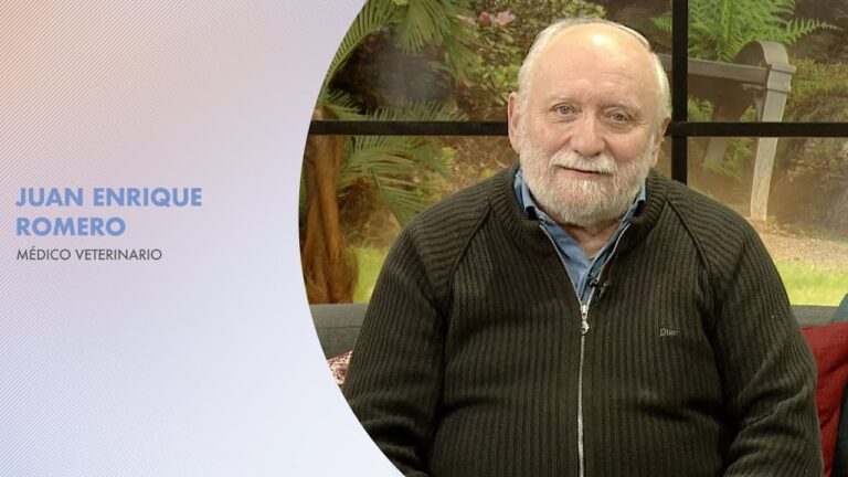 Consejos Veterinarios para Disfrutar Festivales con Mascotas