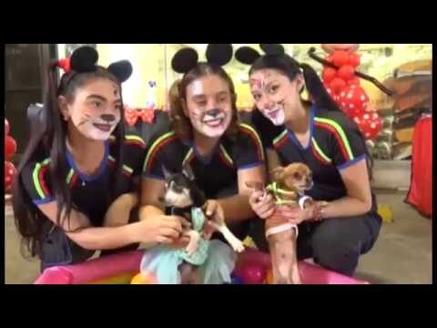 Salud Animal en Festivales: Cuidado y Bienestar de Mascotas