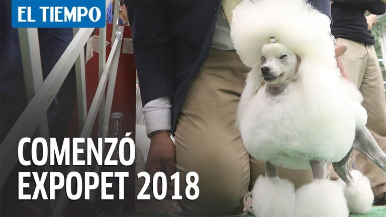 Divi&eacute;rtete con la Participaci&oacute;n de Mascotas en Concursos