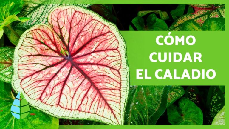 Cuidados Esenciales para Festivales en Climas H&uacute;medos