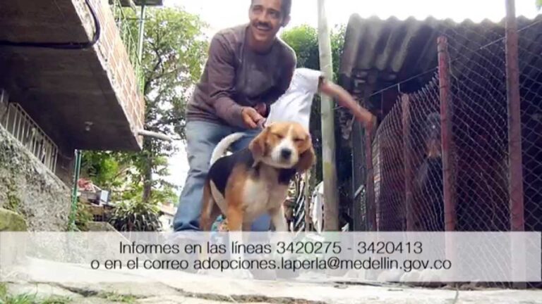 Adopci&oacute;n de Mascotas en Festivales: Un Nuevo Miembro para la Familia