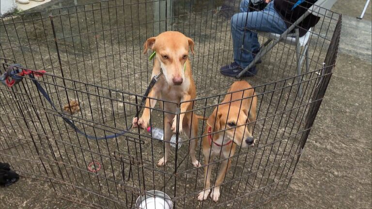 Bienestar Animal en Festivales de Mascotas: Claves y Pr&aacute;cticas