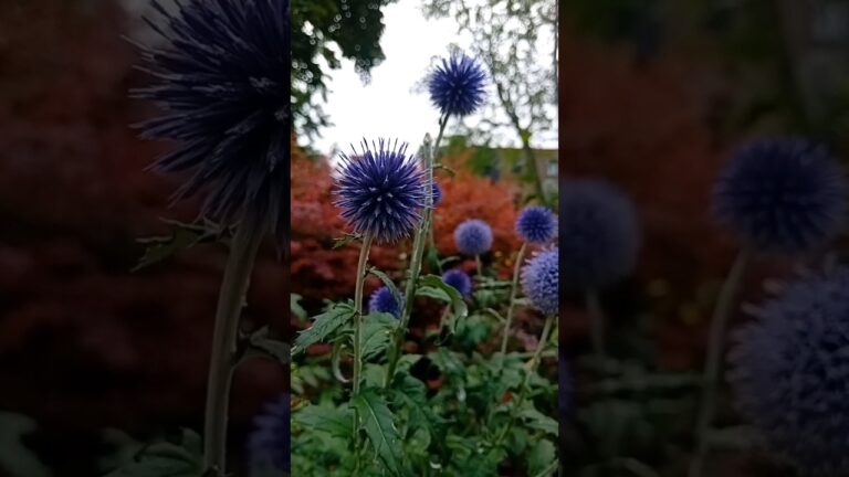 Zonas de Descanso y Paz en Festivales: Un Refugio Necesario