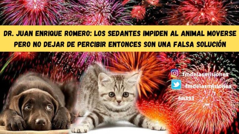 Consejos para Dejar Mascotas en Casa Durante el Festival