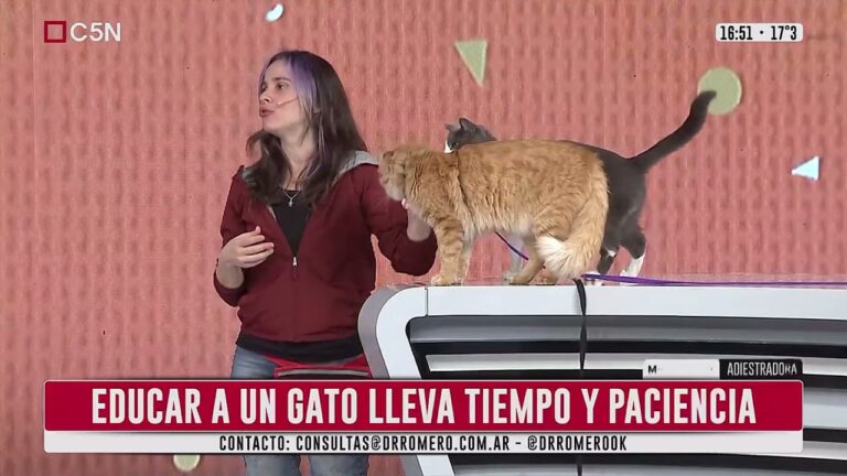 Consejos Efectivos para Adiestrar Mascotas en Festivales