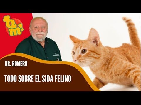 Atenci&oacute;n Veterinaria para Mascotas en Festivales: Gu&iacute;a Esencial