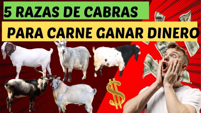 Cuidados Preventivos para Mascotas en Eventos